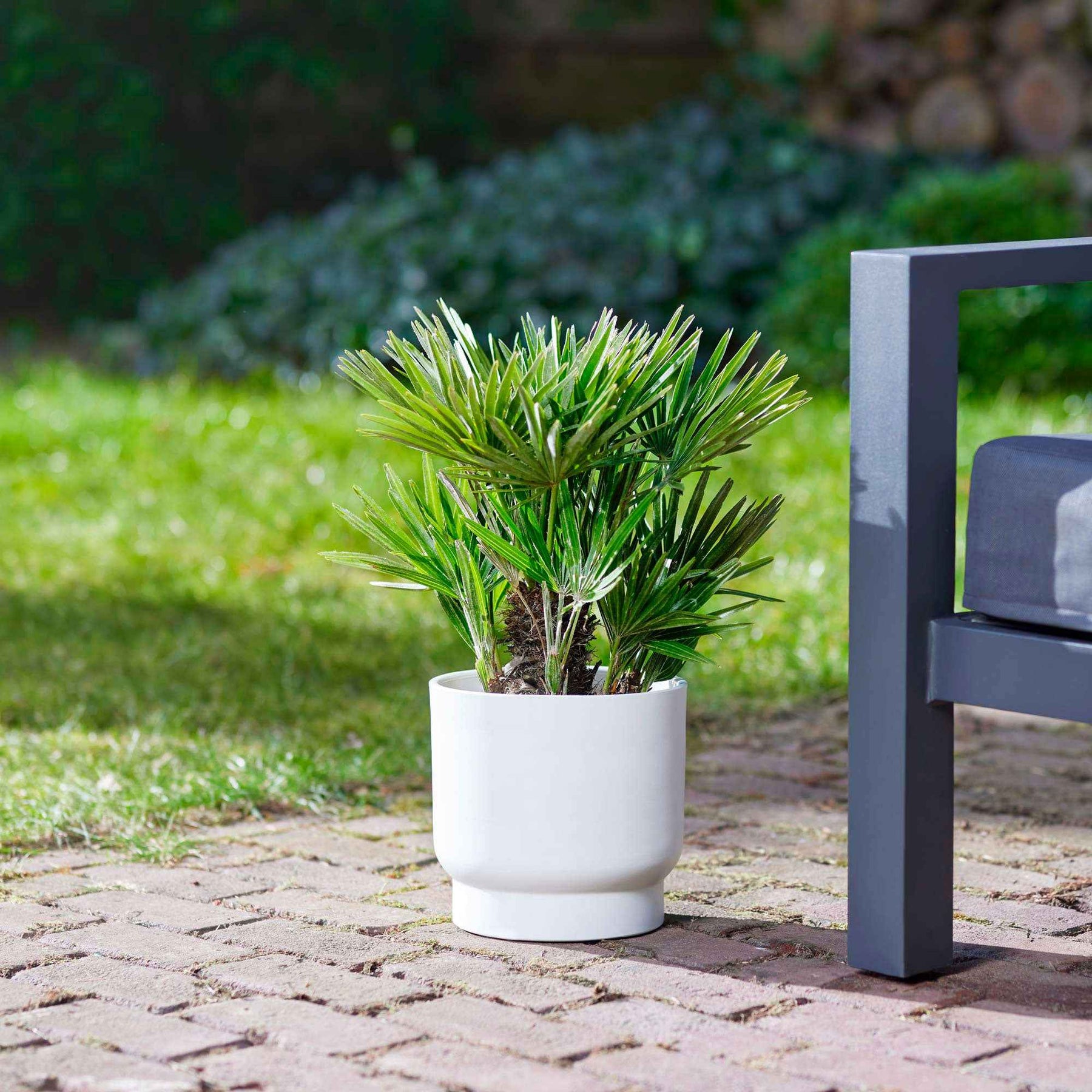 Europese dwergpalm 3 Liter pot - Willemse