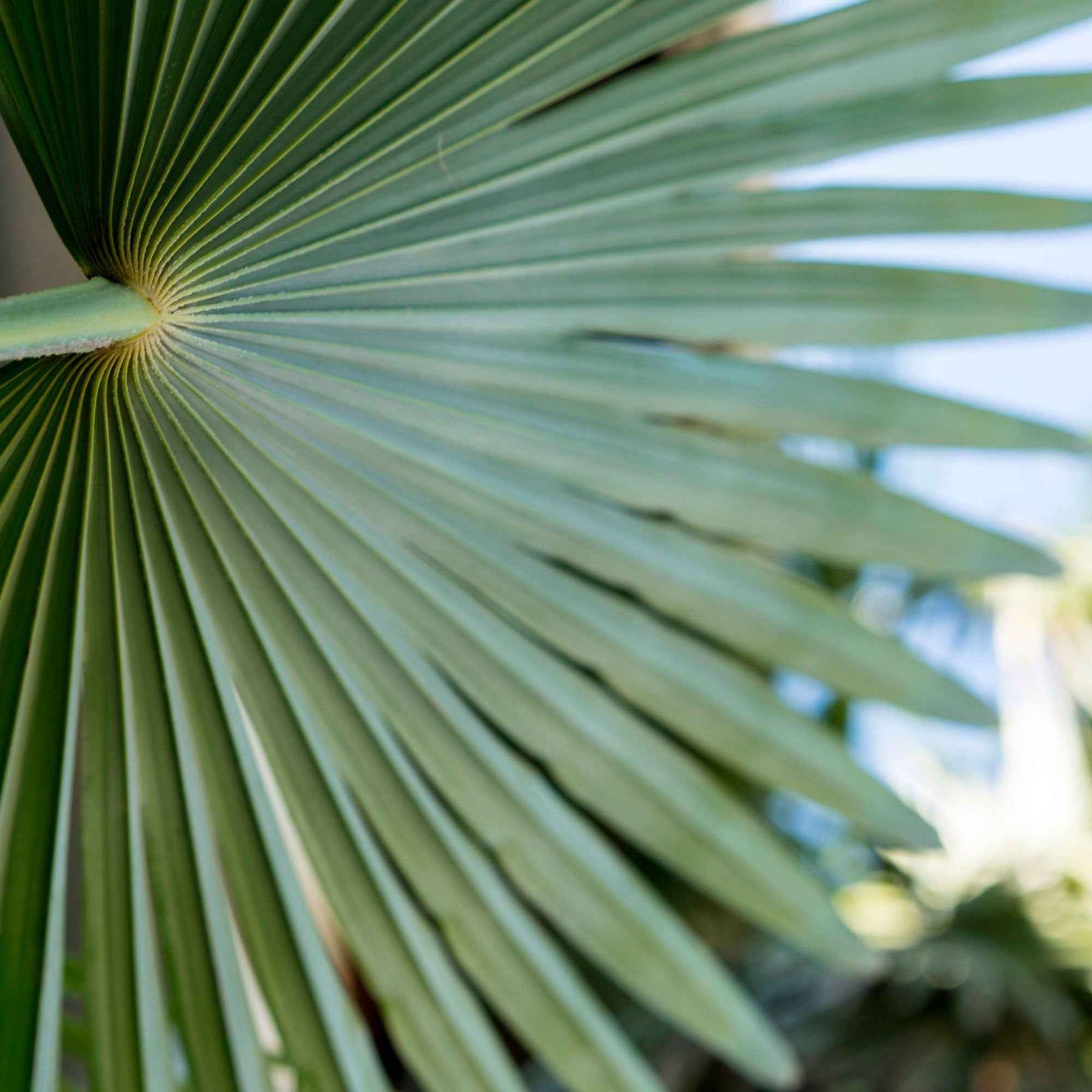 Europese dwergpalm 3 Liter pot - Chamaerops humilis - Willemse