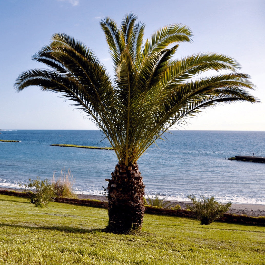 Palmen - Dadelpalm - Phoenix canariensis