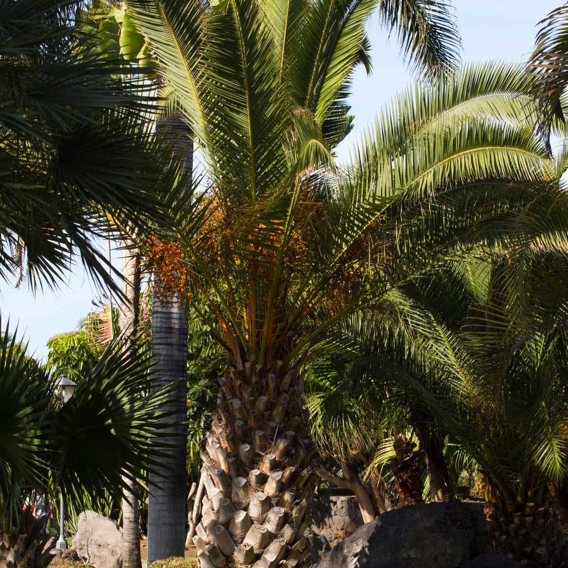Dadelpalm - Phoenix canariensis - Willemse