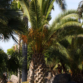 Dadelpalm - Phoenix canariensis - Willemse