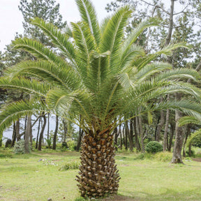 Dadelpalm - Willemse