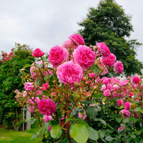 Klimroos 'Ozeana' - Willemse