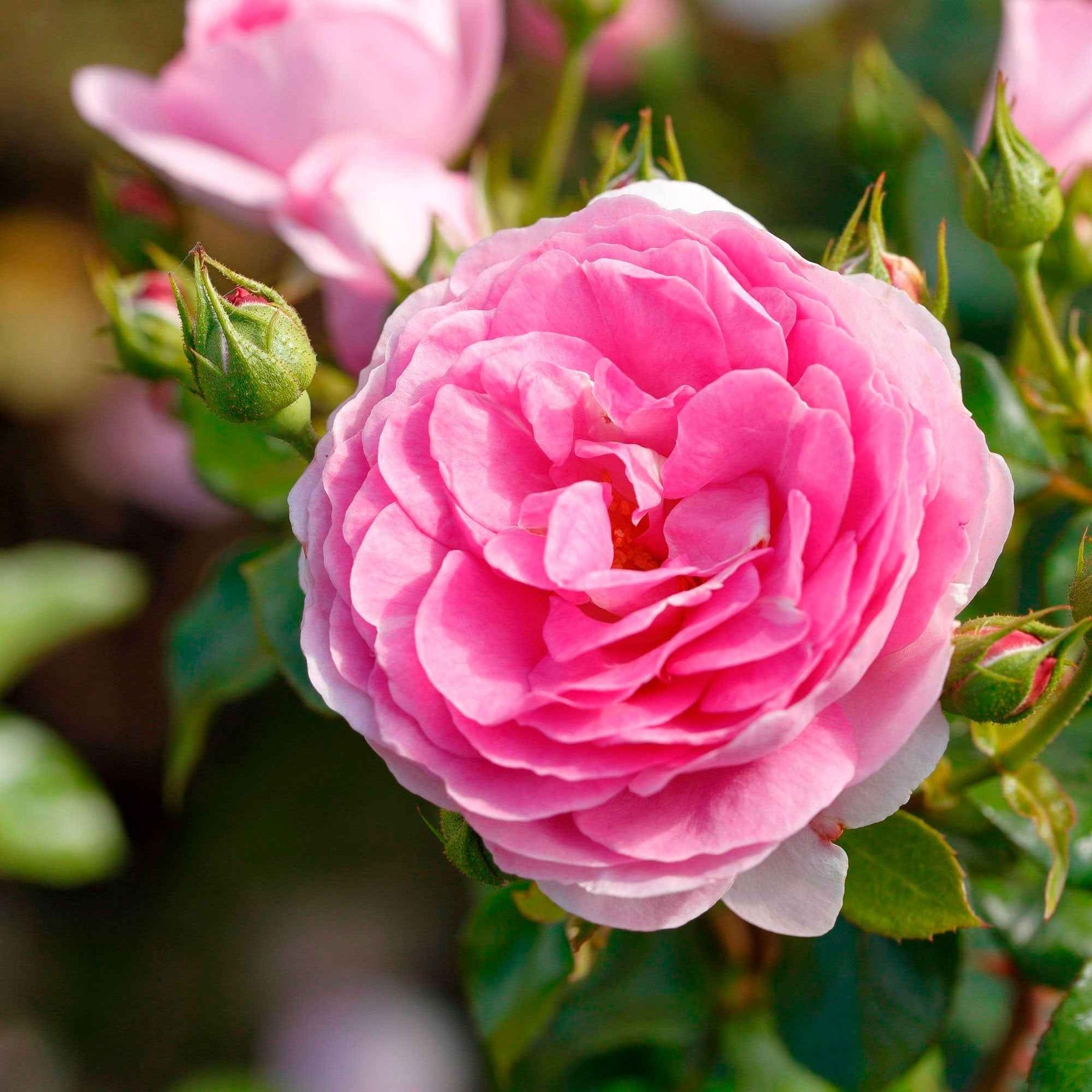 Klimroos 'Ozeana' - Rosa ozeana ® - Willemse