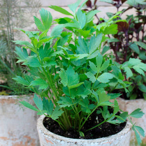 Maggieplant - Willemse