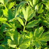 Maggieplant - Willemse