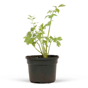 Levisticum officinalis - Maggieplant - Kruidenplanten