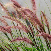 Lampenpoetsersgras 'Red Head' - Pennisetum alopecuroides red head - Willemse