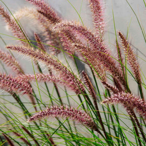 Lampenpoetsersgras 'Red Head' - Pennisetum alopecuroides red head - Willemse