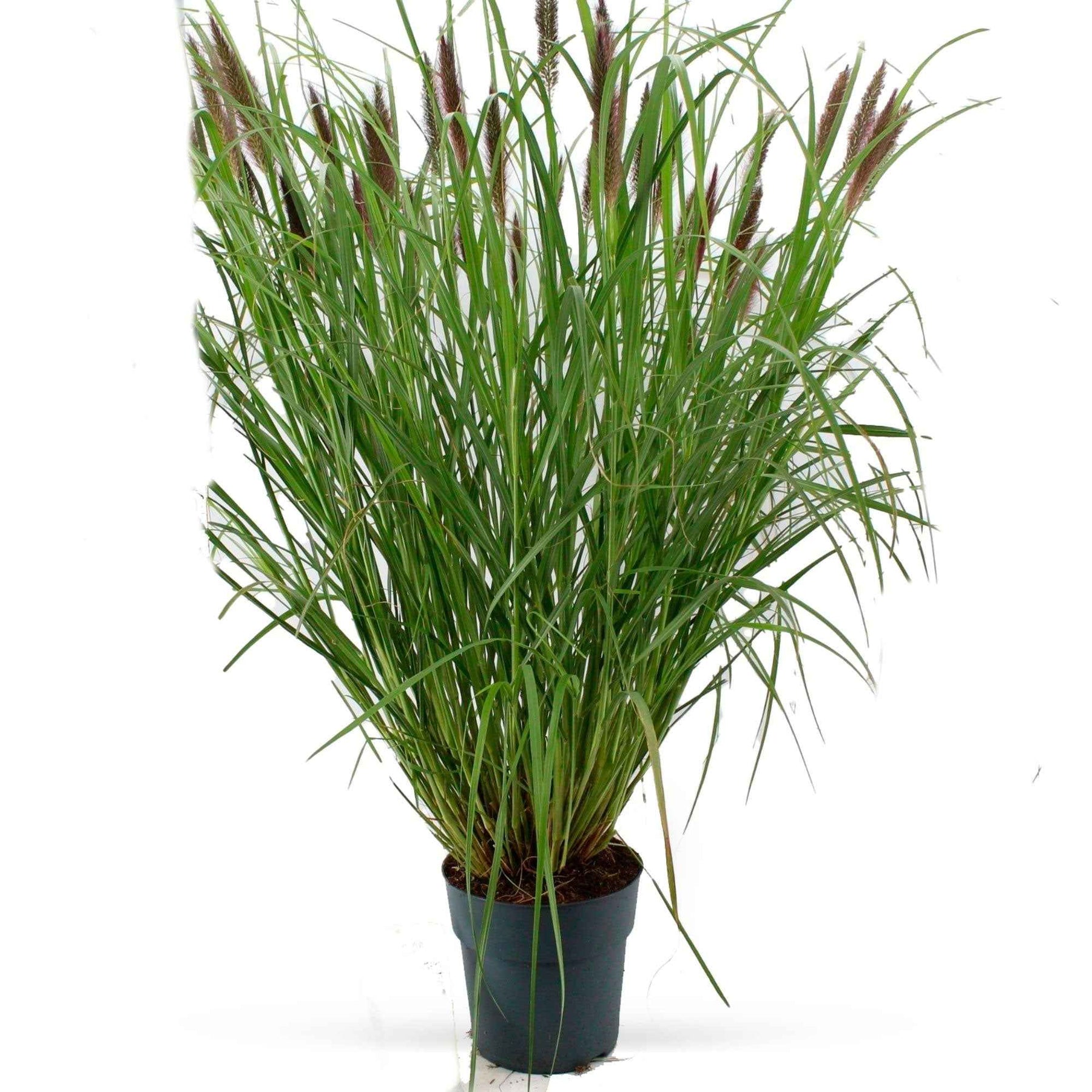 Verkoop Lampenpoetsersgras 'Red Head' - Pennisetum alopecuroides red head
