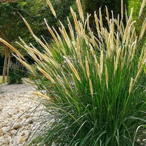Lampenpoetsersgras - Pennisetum macrourum - Willemse