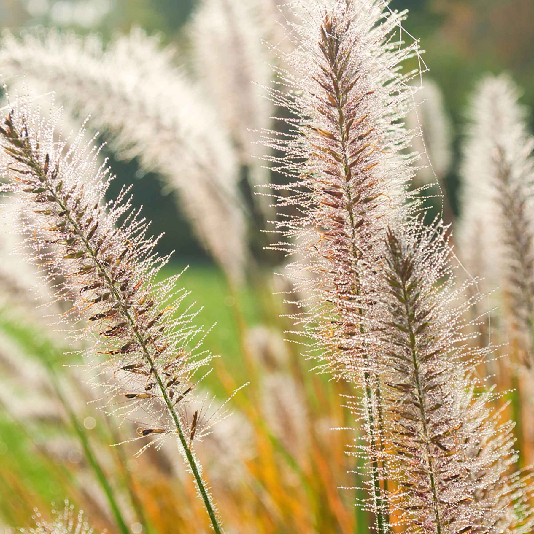 Pennisetum - Lampenpoetsersgras 'Fairy Tails' - Pennisetum orientale Fairy Tails