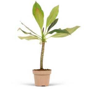 Verkoop Tempelboom Frangipani Plumeria 'Bordeaux' Rood-Paars - Plumeria Rubra Bordeau