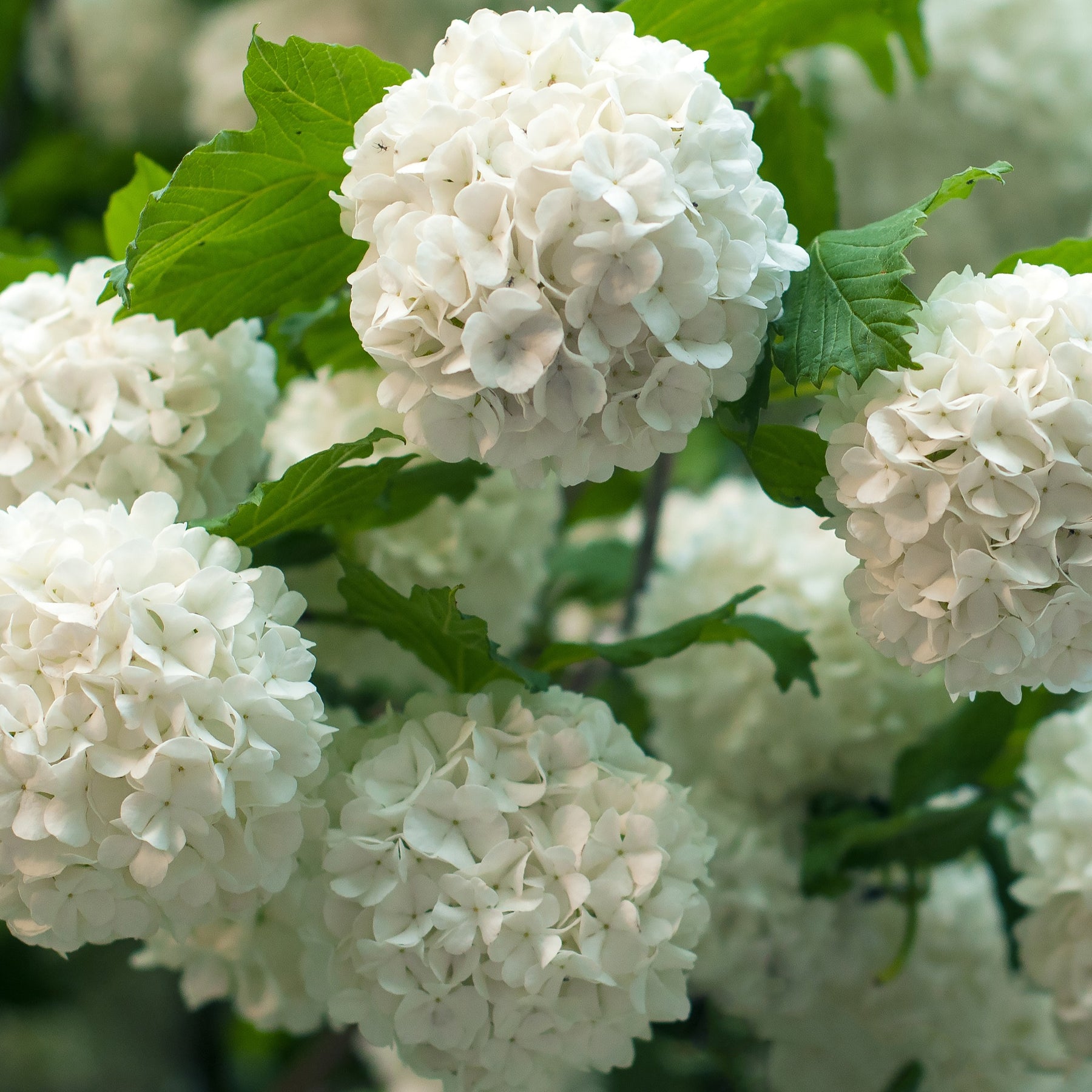 Gelderse roos 'Roseum' - Willemse