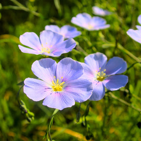 Overblijvend vlas - blauw - Willemse