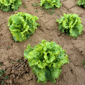 Kropsla 'Blonde de Paris' - Lactuca sativa capitata blonde de paris - Willemse