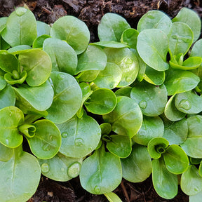 Veldsla 'Volhart 2' - Valerianella locusta verte à coeur plein 2 - Willemse