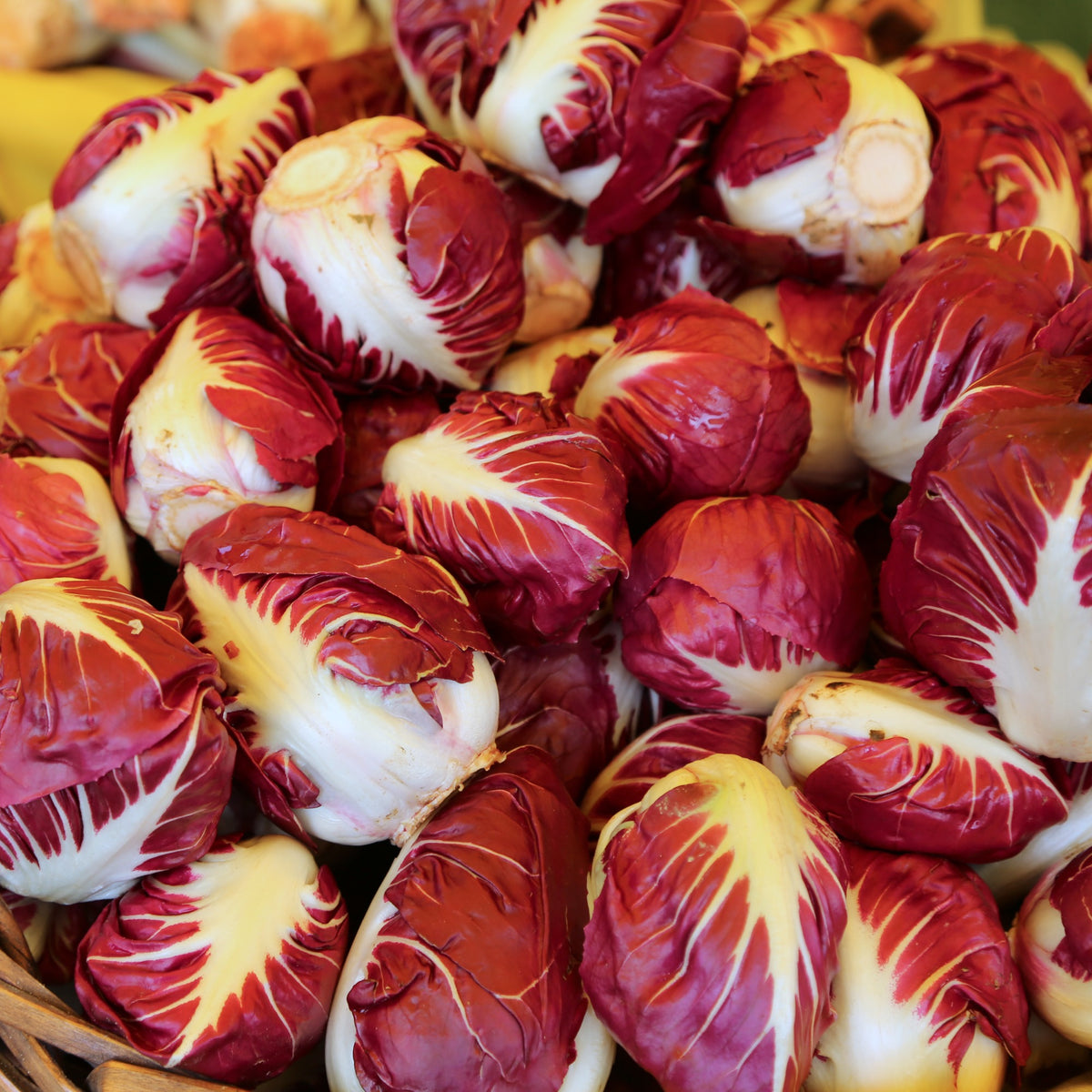 Wilde cichorei 'Rouge de Vérone'