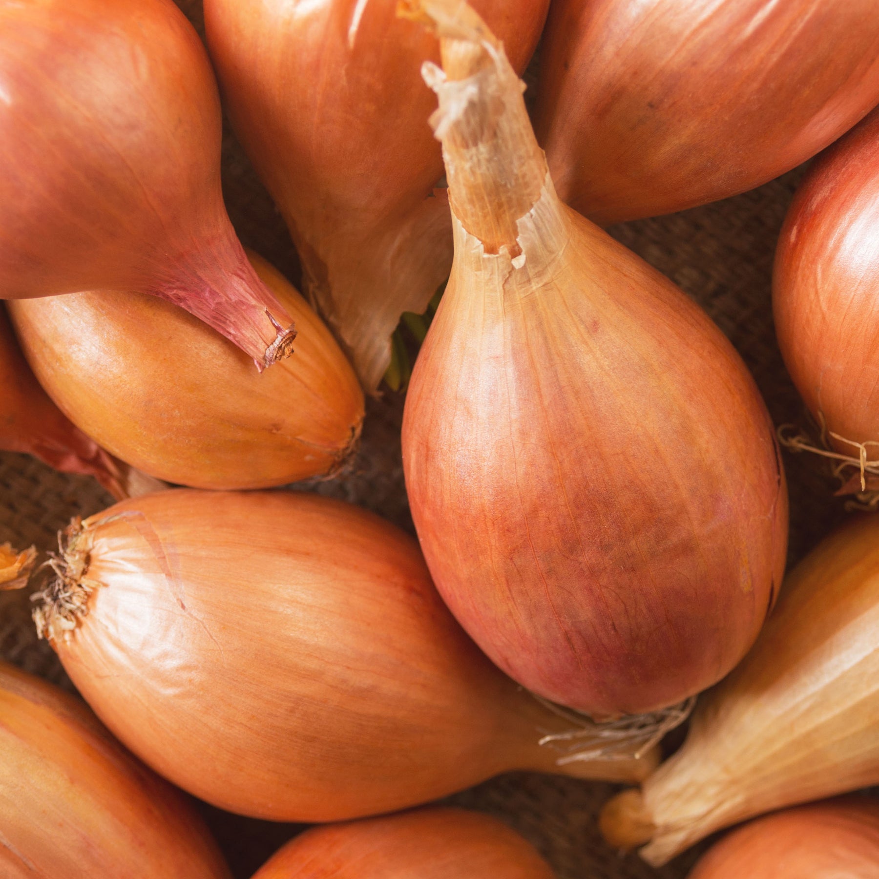 Sjalot 'Zebrune' - Willemse