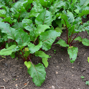 Beta vulgaris Noire d'Egypte - Zwart biet 'Egypt' - Beta - Biet