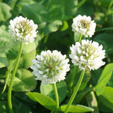 Witte klaver - Trifolium repens - Willemse