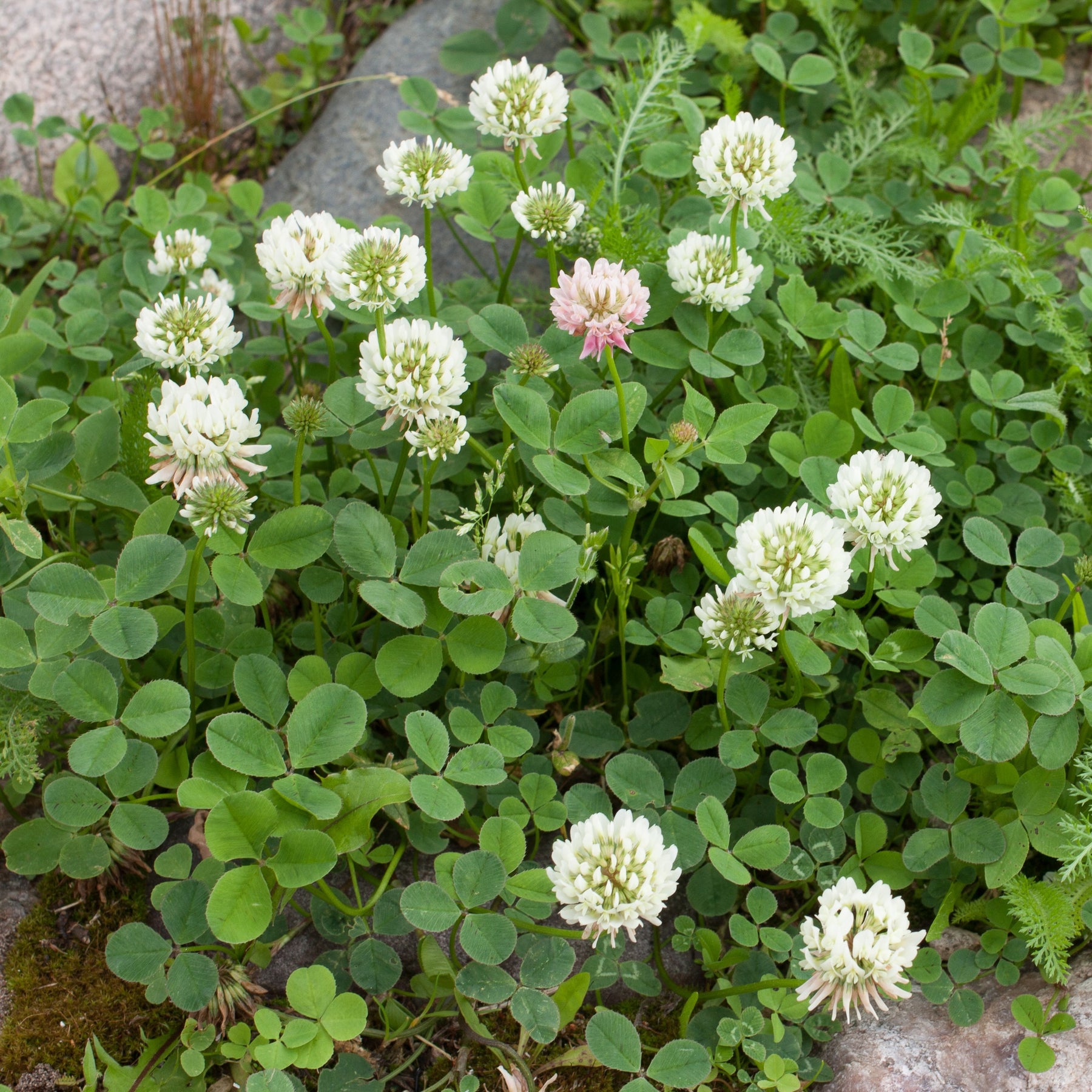 Trifolium repens - Witte klaver - Bloemenzaden