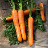 Wortel 'Lange gladde van Meaux' - Daucus carota longue lisse de meaux (30 g) - Willemse