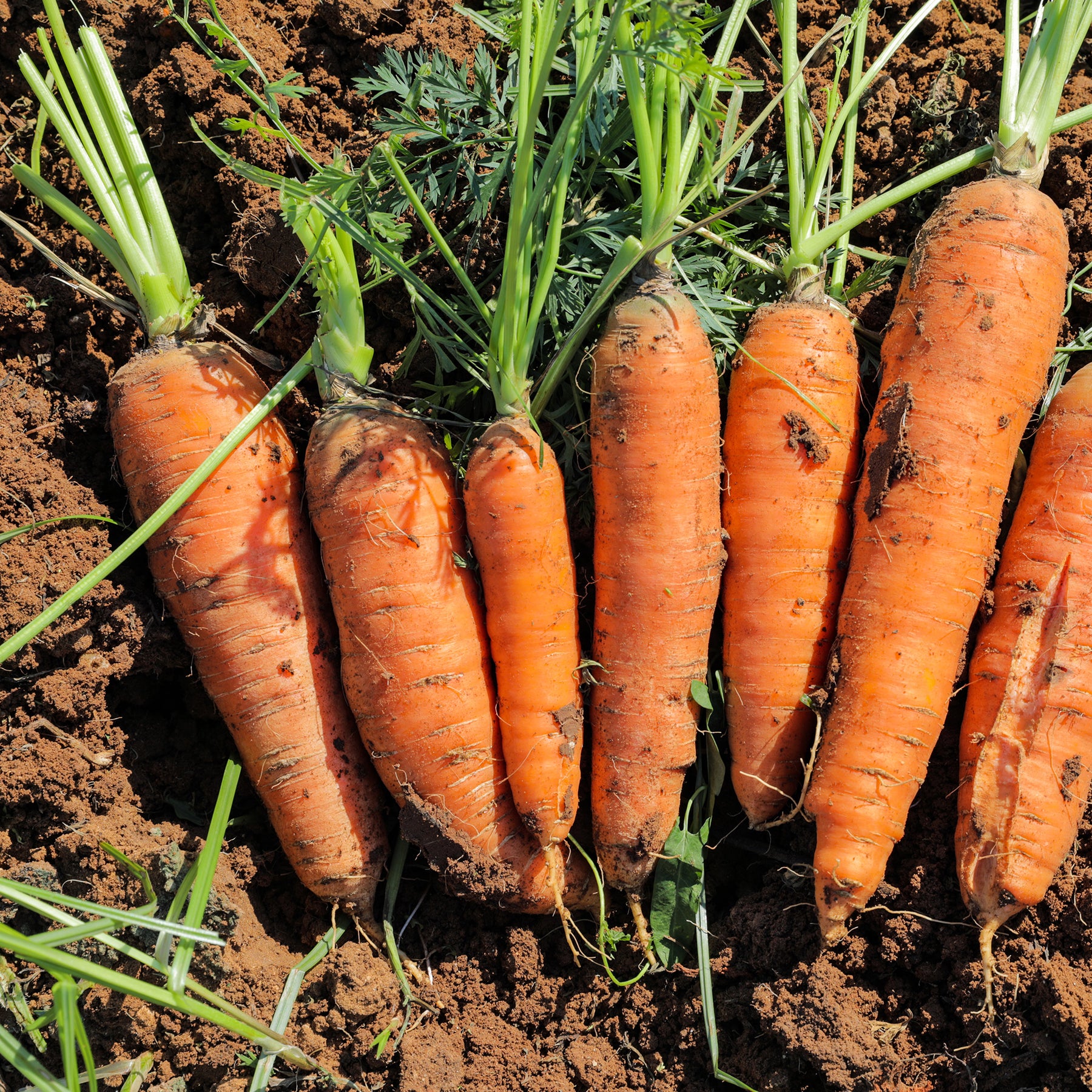 Wortel 'Halflang De Carentan' - Daucus carota demi-longue de carentan - Willemse