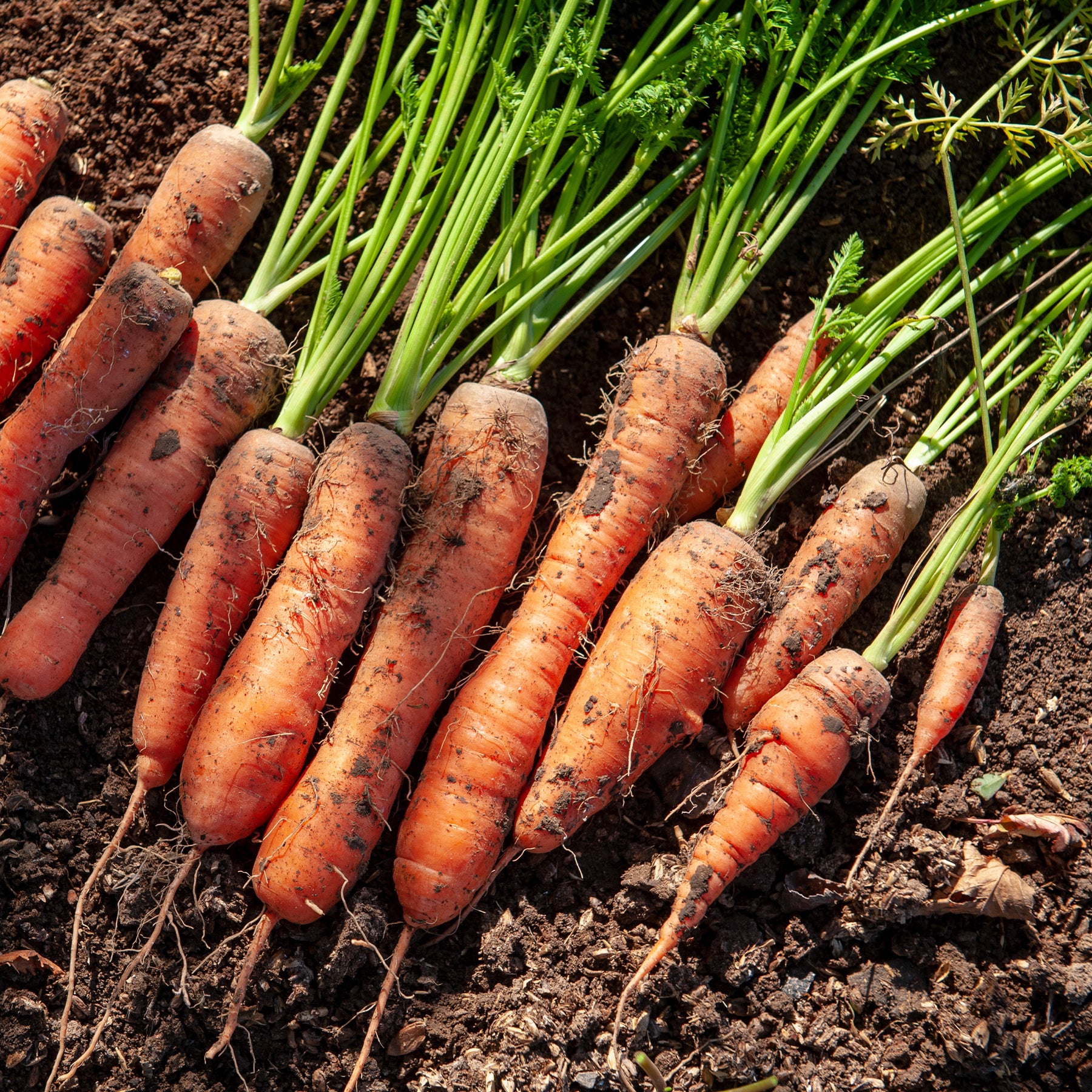 Wortel 'Halflang De Carentan' - Willemse