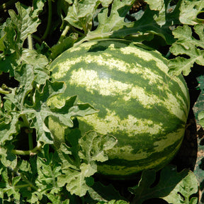 Watermeloen 'Crimson Sweet' - Willemse