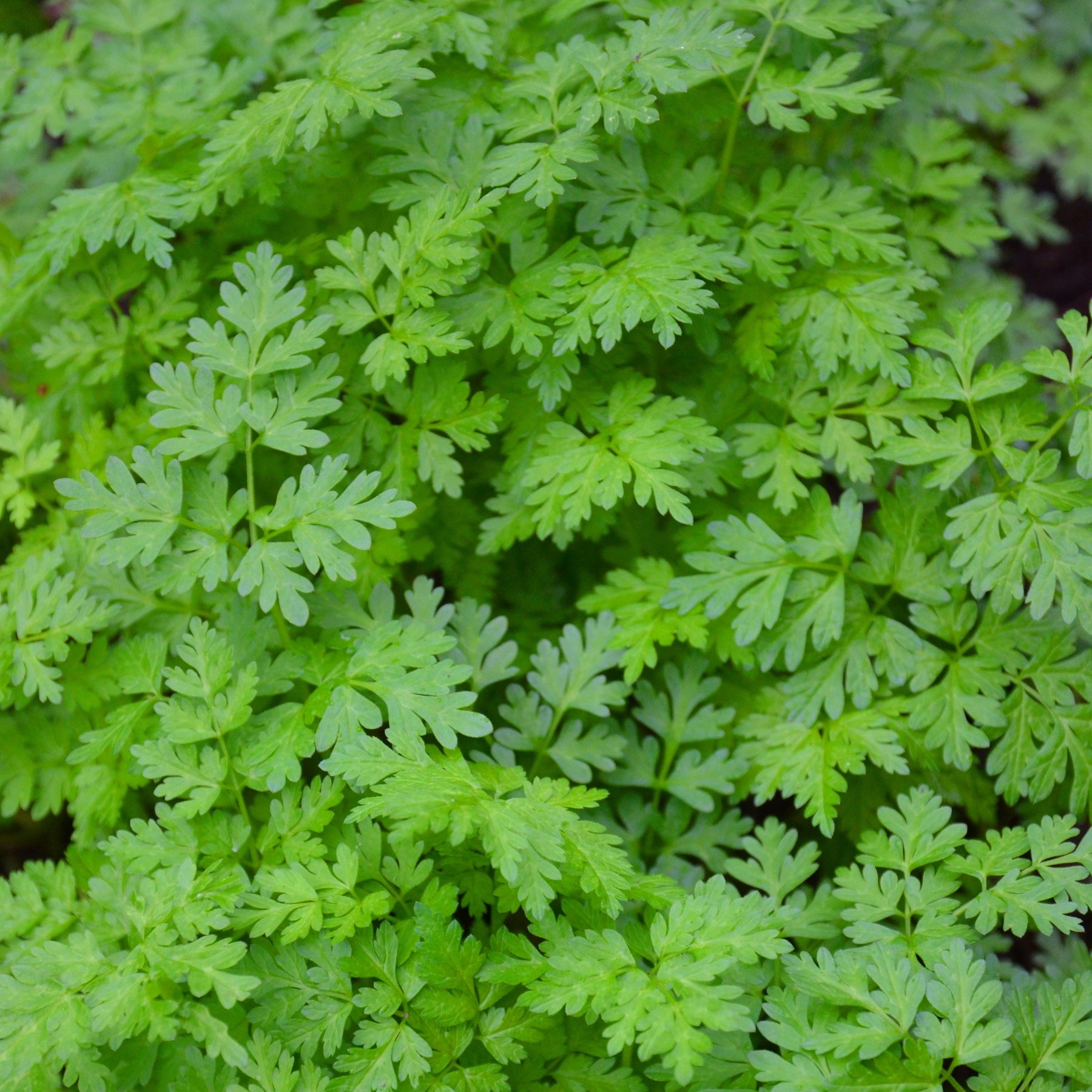 Kruiden Mix 'Peterselie, Basilicum, Kervel, Bieslook'