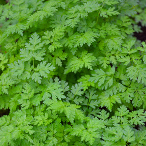 Kruiden Mix 'Peterselie, Basilicum, Kervel, Bieslook'
