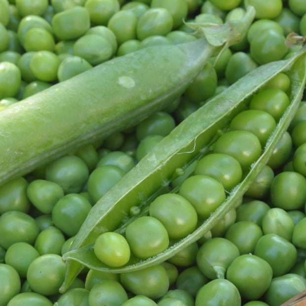 Stamdoperwt 'Kelvedon Wonder' - Pisum sativum merveille de kelvedon - Moestuin