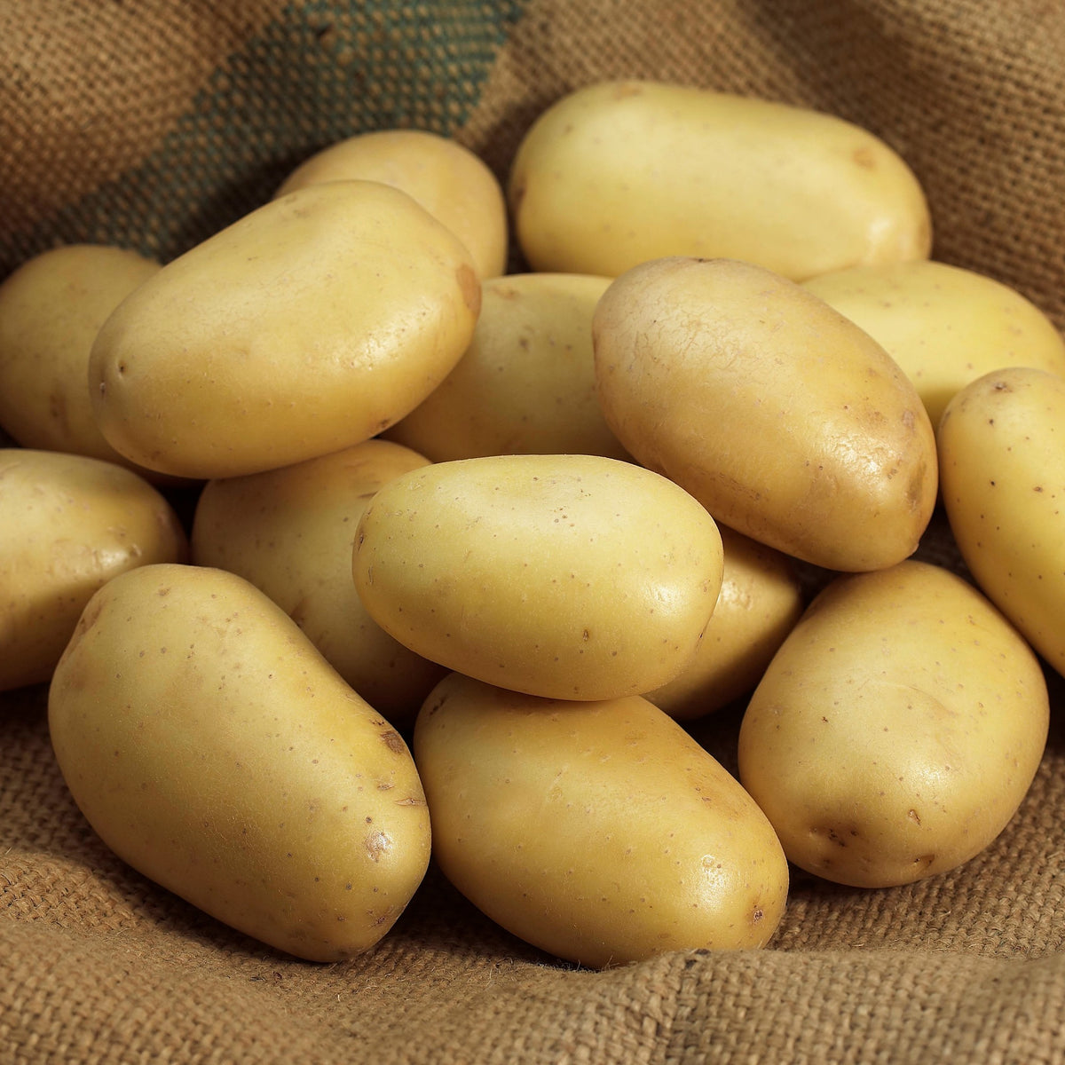 Aardappel 'Mona Lisa'