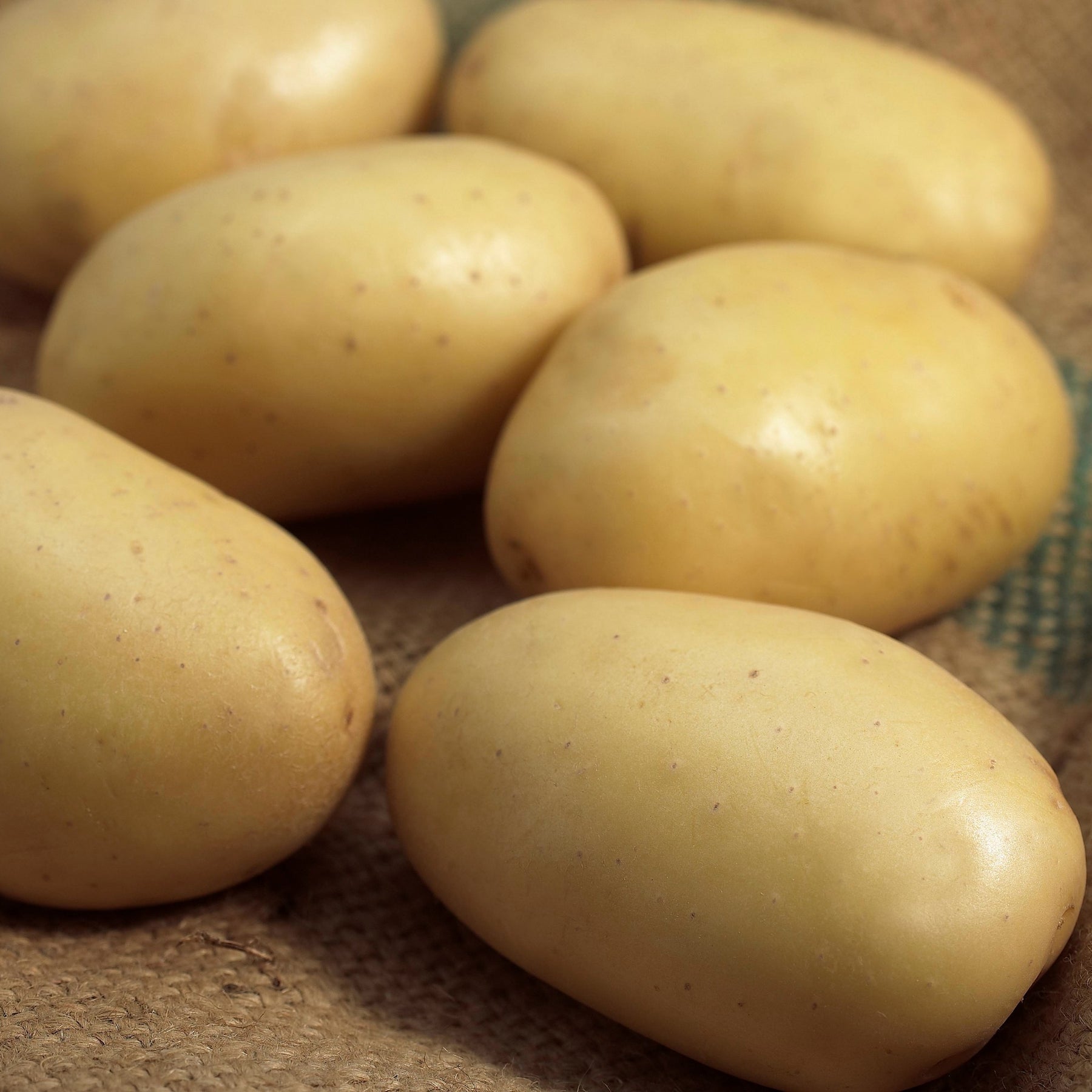 Aardappel 'Mona Lisa'