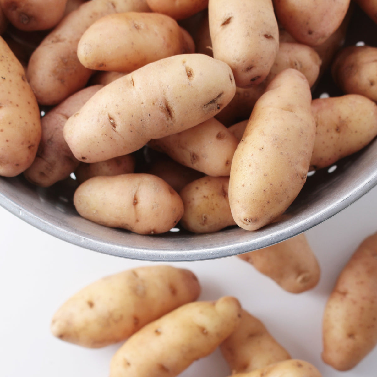 Aardappel 'Corne de Gatte' (x25) - Solanum tuberosum corne de gatte (pinkfir apple) - Willemse