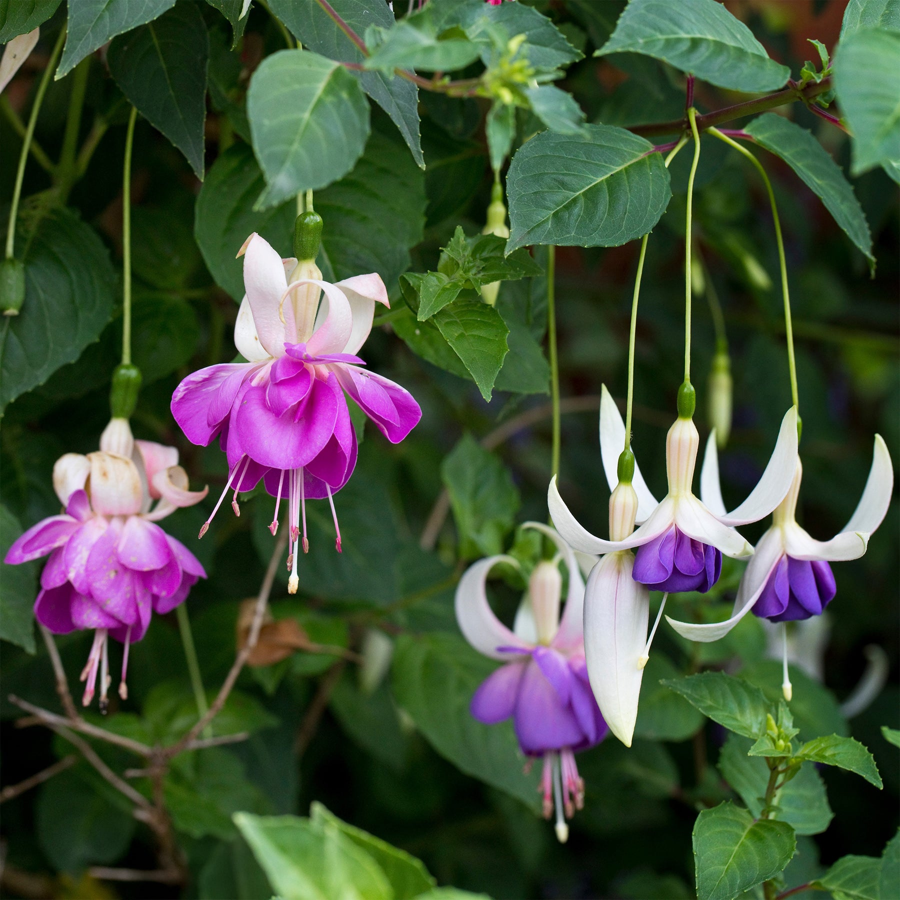 Fuchsia blue sarah - Fuchsia 'Blue Sarah - winterhard (x3) - Fuchsia