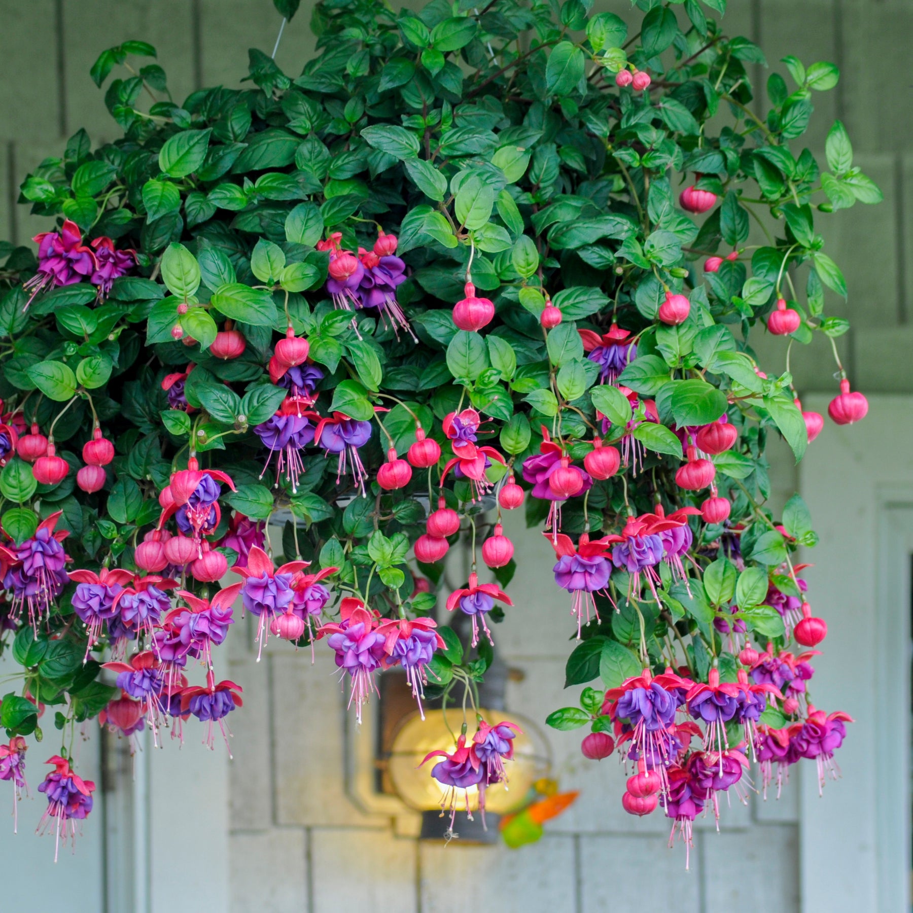 Bellenplant 'Dark Eyes' (x3) - Willemse