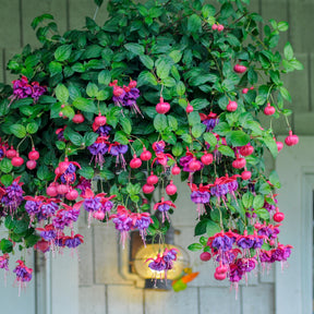 Bellenplant 'Dark Eyes' (x3) - Willemse