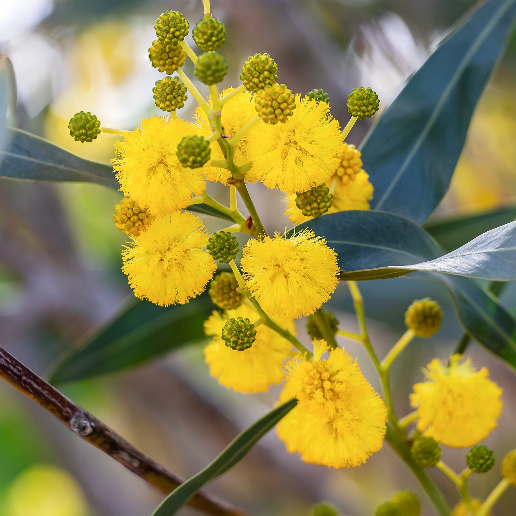 Acacia retinodes - Mimosa der vier seizoenen - Heesters