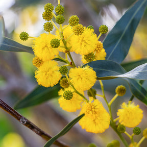 Acacia retinodes - Mimosa der vier seizoenen - Heesters