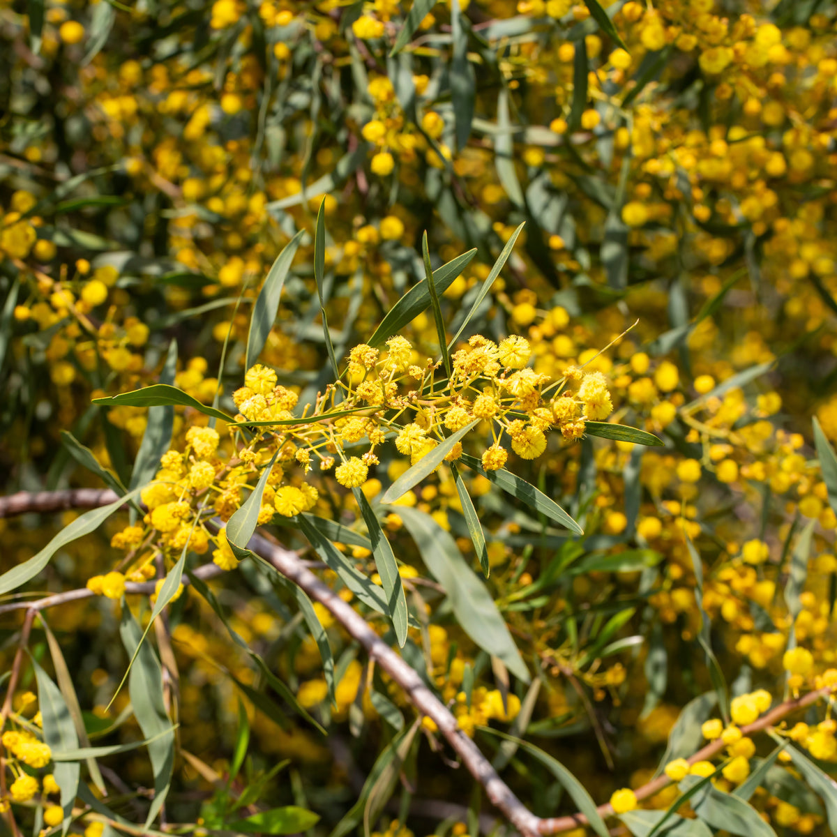 Mimosa der vier seizoenen
