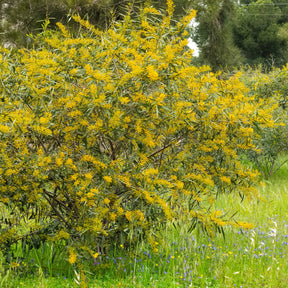 Heesters - Mimosa der vier seizoenen - Acacia retinodes