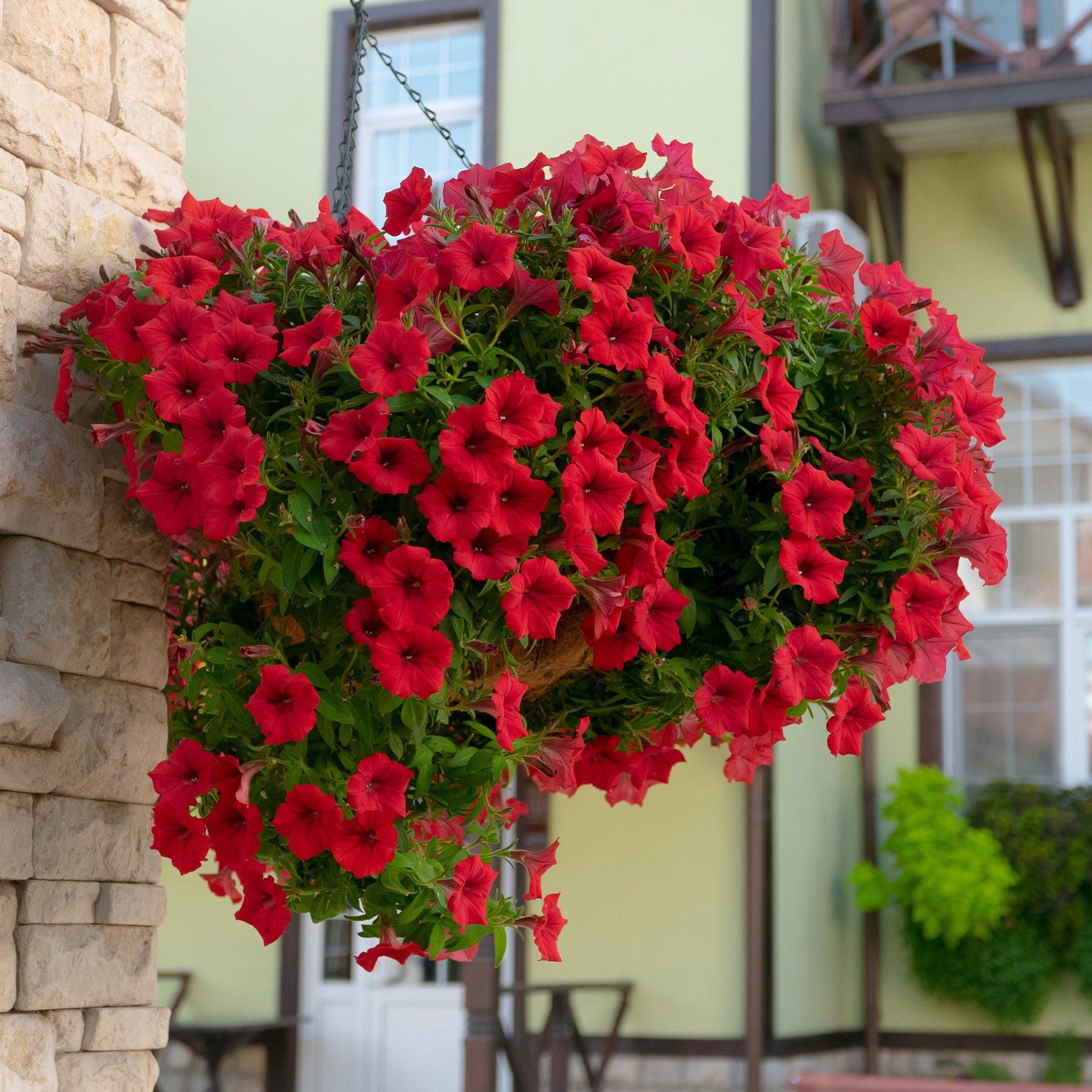 Hangpetunia rood (x3) - Petunia - Willemse
