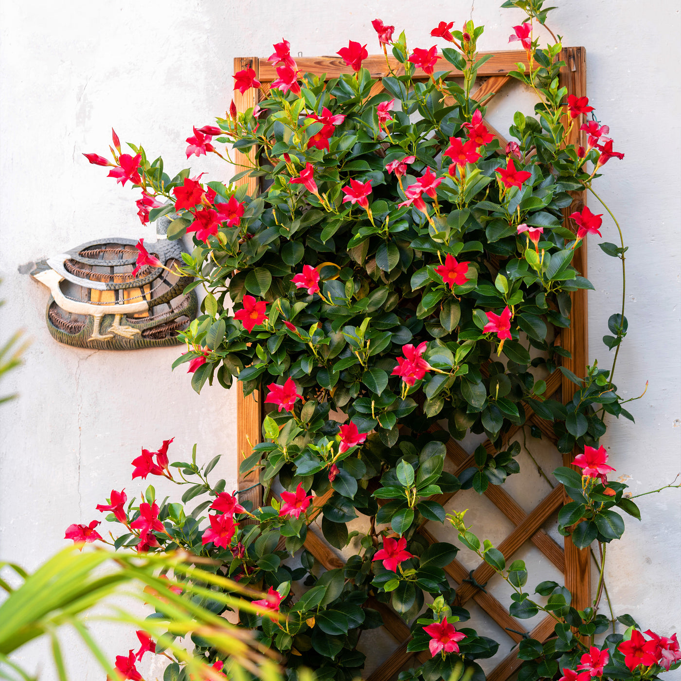 Chileense jasmijn - Mandevilla - Chileense jasmijn rood - Dipladenia - Mandevilla