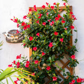 Chileense jasmijn - Mandevilla - Chileense jasmijn rood - Dipladenia - Mandevilla