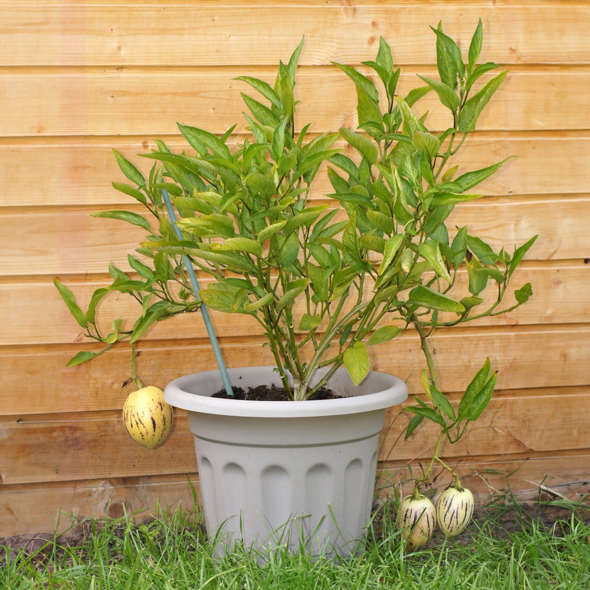 Fruitbomen voor het terras - Pepino - Solanum muricatum