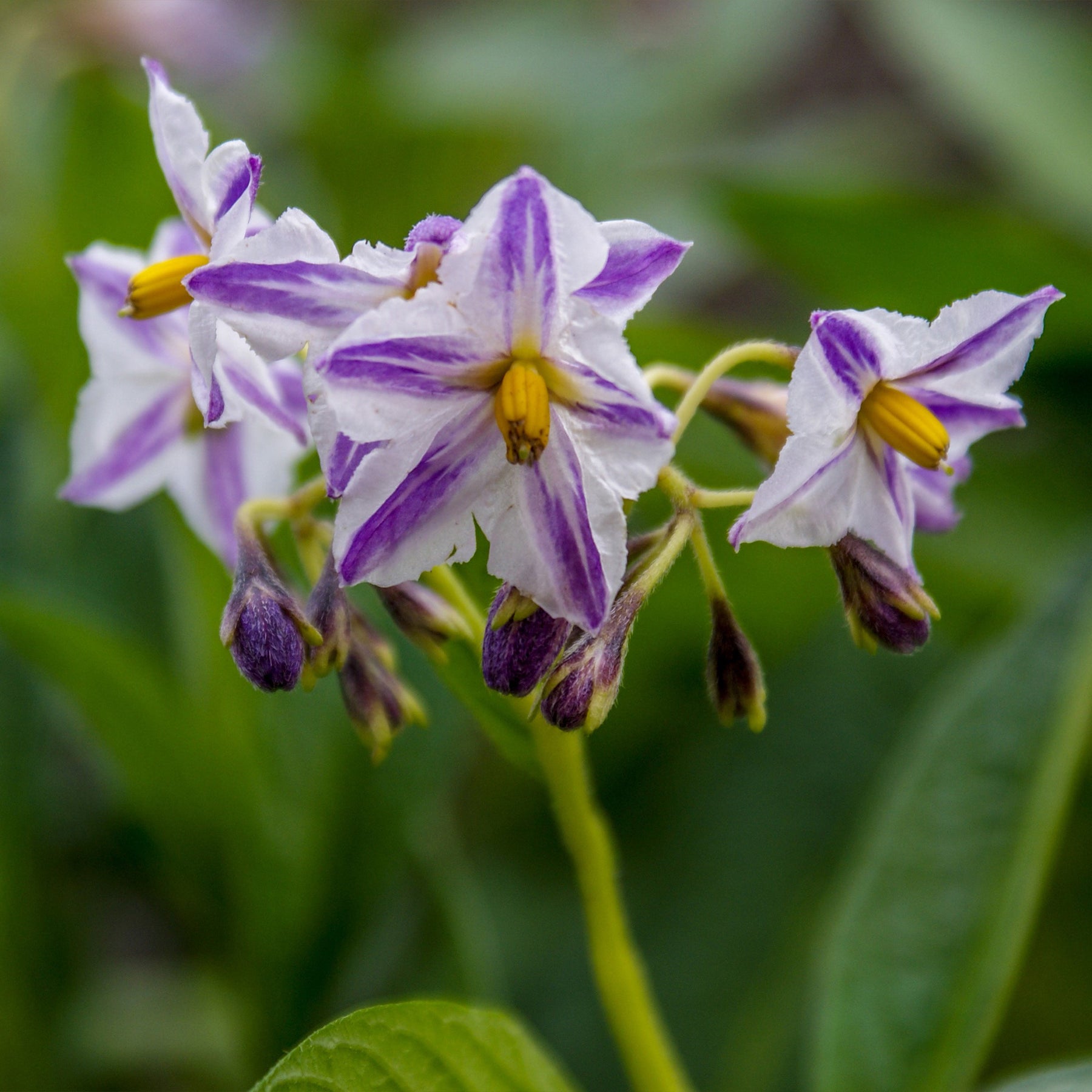 Solanum muricatum - Pepino - Fruitbomen voor het terras