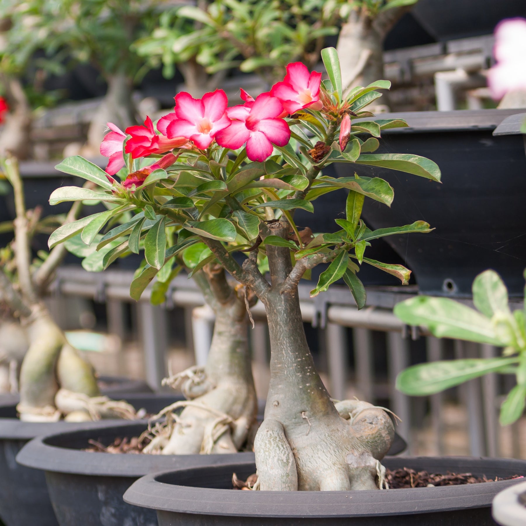 Verkoop Woestijnroos - Adenium obesum