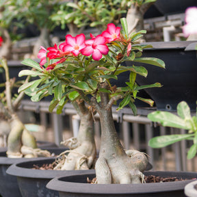 Verkoop Woestijnroos - Adenium obesum
